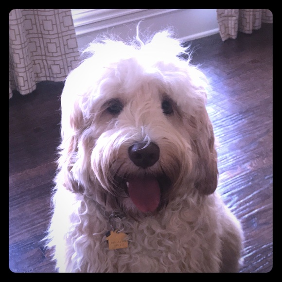 Meet your Posher, Daniela - Picture 1 of 1